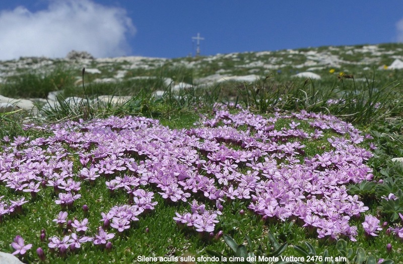 Orchidee e fiori del Monte Vettore e del Lago di Pilato � 26 giugno 2025.